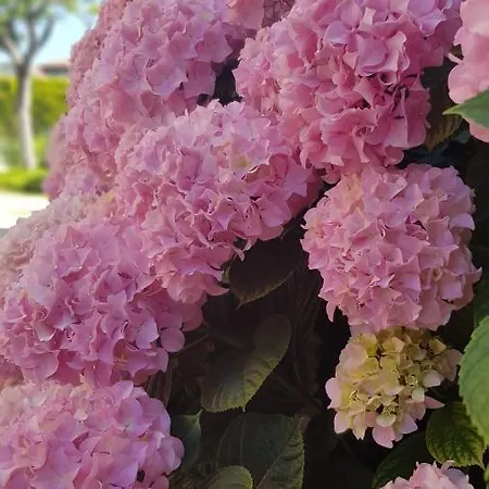 Modenese 8 Apartamento *